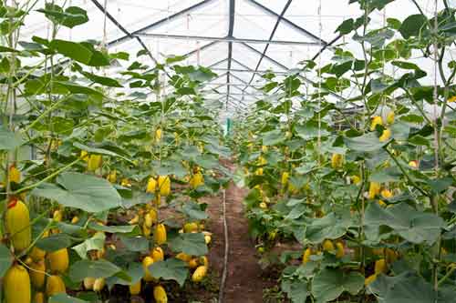 Чередование выращивания овощных культур в теплицах из поликарбоната